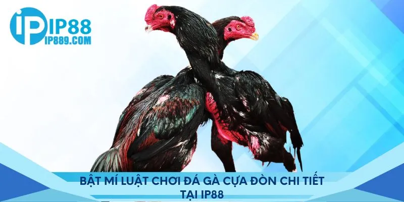 Bật mí luật chơi đá gà cựa đòn chi tiết tại Ip88