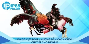 Đá Gà Cựa Đòn – Hướng Dẫn Cách Chơi Chi Tiết Cho Newbie