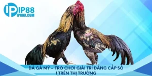 Đá Gà Mỹ – Trò Chơi Giải Trí Đẳng Cấp Số 1 Trên Thị Trường