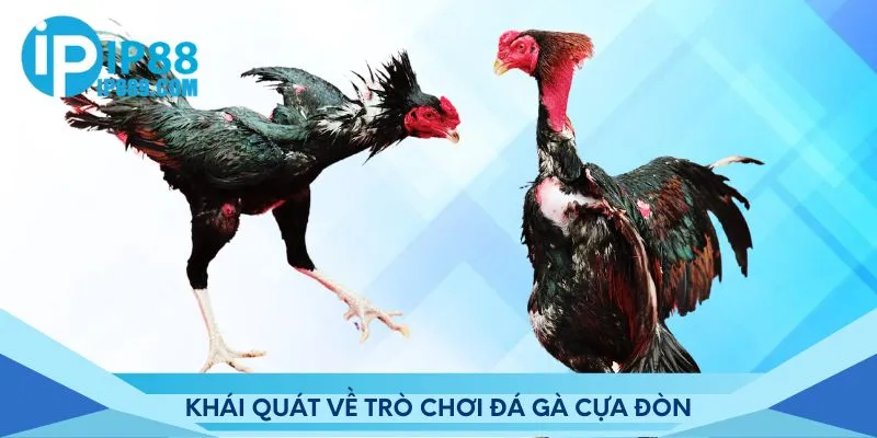 Khái quát về trò chơi đá gà cựa đòn