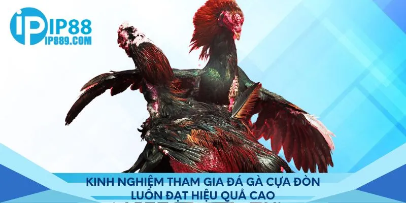 Kinh nghiệm tham gia đá gà cựa đòn luôn đạt hiệu quả cao