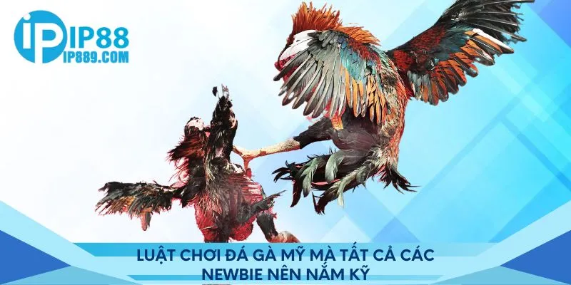 Luật chơi đá gà Mỹ mà tất cả các newbie nên nắm kỹ