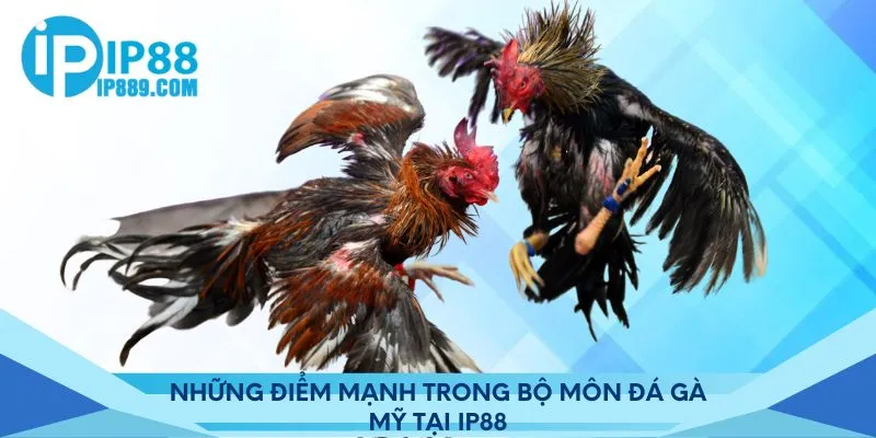 Những điểm mạnh trong bộ môn đá gà Mỹ tại Ip88