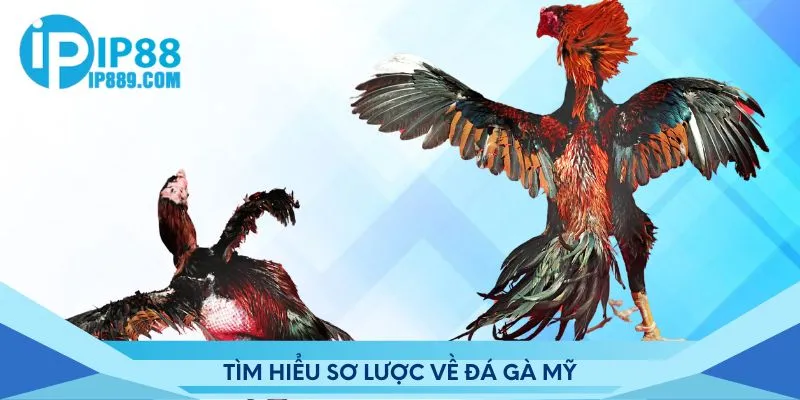 Tìm hiểu sơ lược về đá gà Mỹ
